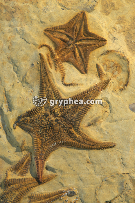 Coulonia platyspina, Aptien, Agadir, Maroc - gryphea.com